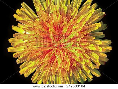 Macro Dandelion On Black Background. Spring, Spring Flowers, Place For Text