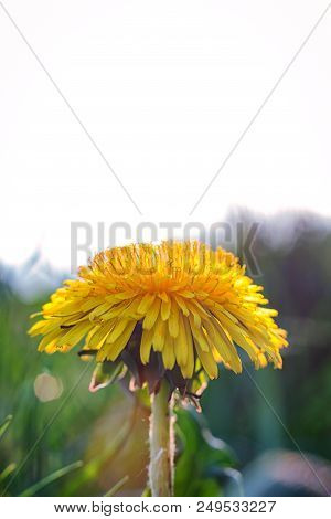 Dandelion In The Grass. Spring, Spring Flowers, Place For Text