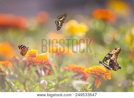 Grey, Green, Yellow And Blue Butterflies Are Flying And Sitting On Flowers Of Mexican Marigold. Tail