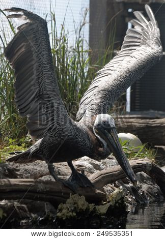Gey Pelican Bird With Wings Up And Beak Down