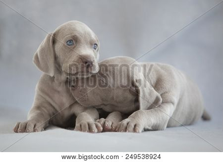 Couple Of Weimar Puppy Dog In The Studio With Grey Background