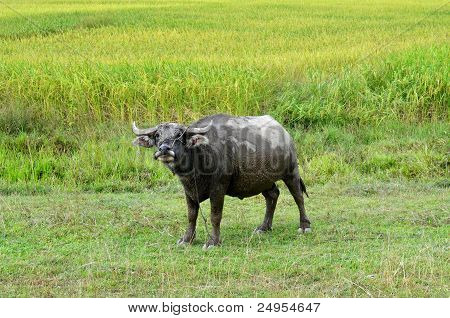 Buffalo