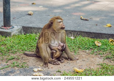 A Macaca Monkey, Khao Toh Sae Viewpoint On The Highest Hill In Phuket, Thailand.