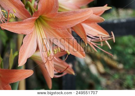 Close Up Orange Hippeastrum Johnsonii Flower In Nature Garden