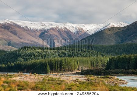 Sunset Over Pine Tree Forest In Southern Alps Near Nelson Lakes National Park, New Zealand