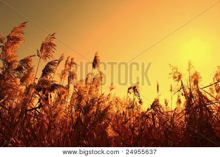 Siv i den orange himmel og solen