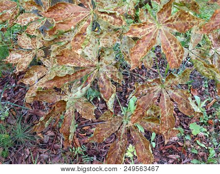 Above Macro Shot Of The Nutwood Tree Leaves Seems Infected