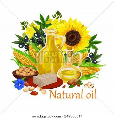 Natural Oil Made Of Sunflower Seeds, Olive And Corn, Peanuts And Rapeseed, Linseed. Vector Types Of 