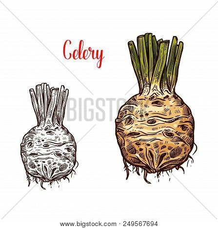 Celery Round Root, Fresh Healthy Food, Monochrome And Color Sketches. Healthy Organic Vegetable Full