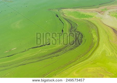 Big Ukrainian River Dnipro Covered By Cyanobacterias As A Result Of Phytoplankton Evolution In Hot S