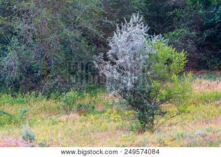 Beautiful Young Trees With Green Leaves In Summer In Sunny Weather.