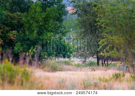 Beautiful Young Trees With Green Leaves In Summer In Sunny Weather.