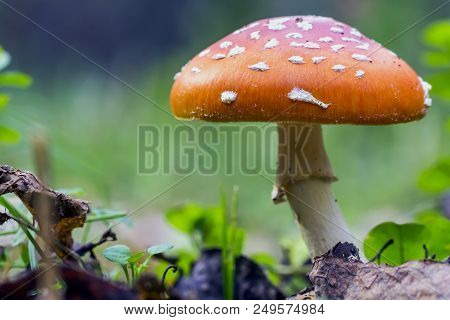 Red Fly Agaric Mushroom Or Toadstool In The Grass. Fairy Tale Colourful Image. Toxic Mushroom. White