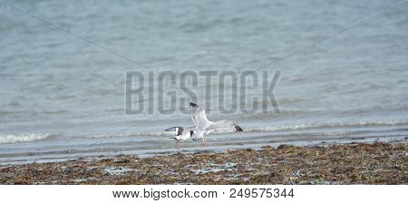 Black Headed Gulls At The Sea Shore, Langstone Harbour