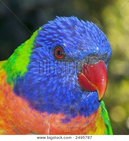 Rainbow_Lorikeet-1
