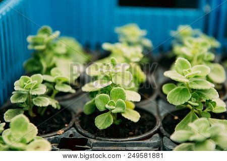 Green Leaves Of Vicks Plant Plectranthus Or Rymovnik Growing From Soil In Pots.