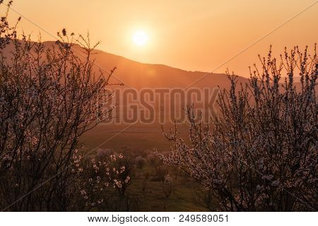 Cherry Tree In The Rays Of The Setting Sun. Cherry Orchard In Bakhchisaray, Republic Of Crimea.