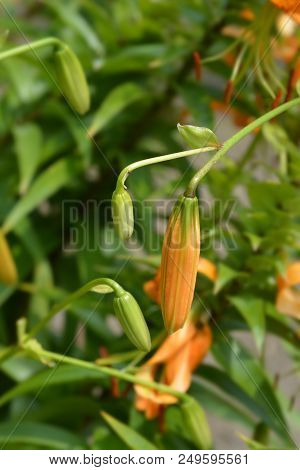 Henrys Lily Flower Buds - Latin Name - Lilium Henryi