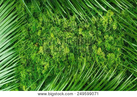Mock Up Made Of Green Moss And Fern Leaves With Copyspace For Text