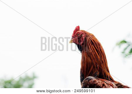 Chicken In A Farm With The Sky.