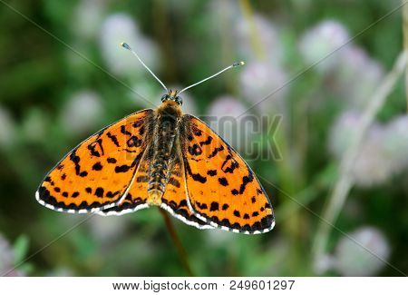 Bright Red Butterfly On A Meadow. Brush-footed Butterflies. Close Up.