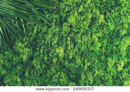 Mock Up Made Of Green Moss And Fern Leaves With Copyspace For Text