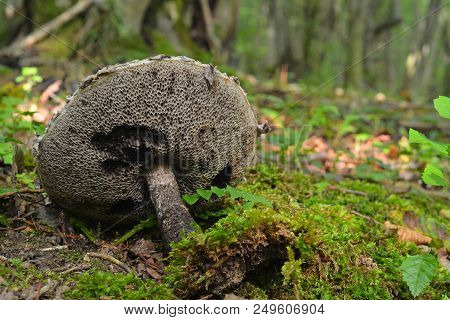 Stromilomyces Strobilaceus Mushroom, Old Man Of The Woods