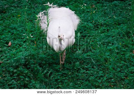 White Bird Peafowl Peahen With Crown Walks On Green Grass