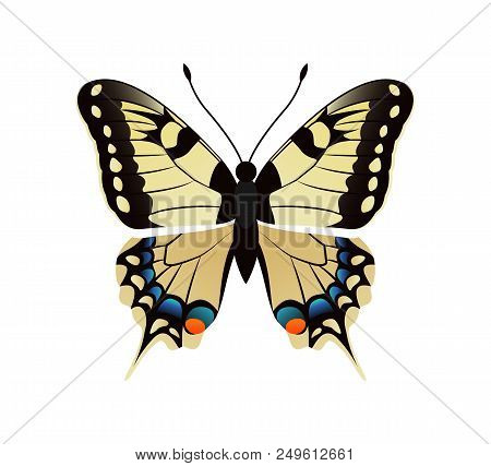Family Papilionidae Butterfly With Ornaments On Wings And Antenna Family Papilionidae Yellow Creatur