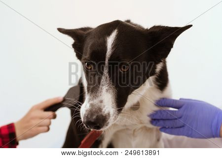 Cute Dog Being Brushed At Vets Office. Big Sized Dog Sitting In Middle Of Vet And Her Owner Giving H
