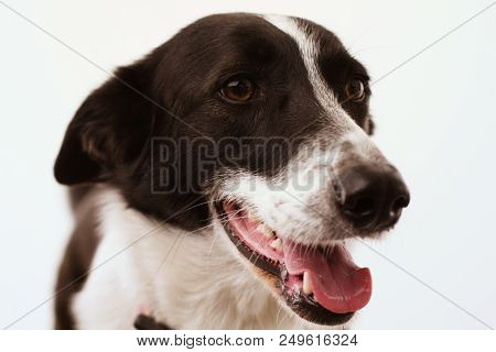 Close Up Portrait Of Dog Shot In Studio. Cute Adorable Puppy With Its Mouth Open Isolated On White B