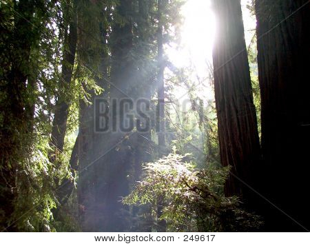선샤인 Redwoods 사이