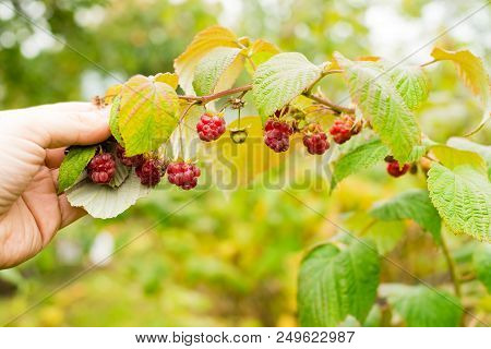 Harvest Of Remontant Raspberry. Hands Tear Fresh Berries From A Bush