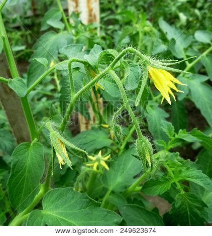 Tomato Blossom. Vegetable Garden. Siberian Nature. Buds, Flower Leaves Stems Earth