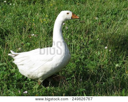 White Goose Walking On The Green Grass In Countryside. Goose In Sunny Morning On Summer Meadow