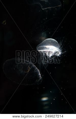 Jellyfish Or Rhizostoma Pulmo Floating In Deep Blue Water