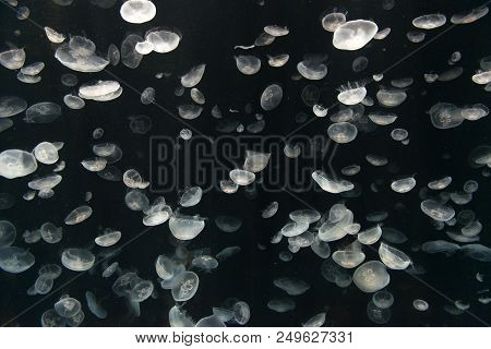 Jellyfish Or Rhizostoma Pulmo Floating In Deep Blue Water