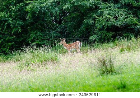 Beautiful Dear Walking In Peace Through Nature, Haderslev, Denmark
