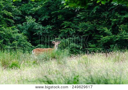 Beautiful Dear Walking In Peace Through Nature, Haderslev, Denmark