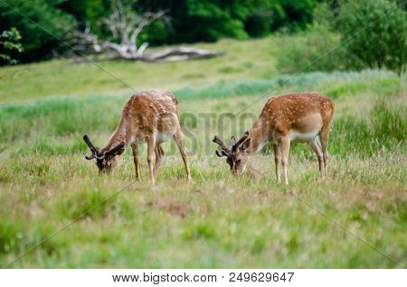 Beautiful Dear Walking In Peace Through Nature, Haderslev, Denmark