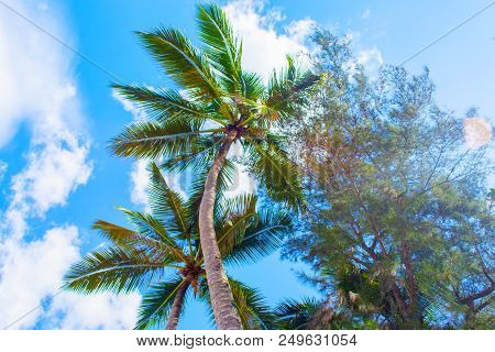 Tropical Landscape. Bottom View Of The Palm Trees On Background Of Bright Blue Sky