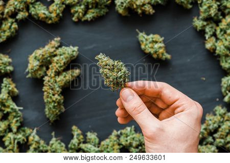 Grinder A Lot Ofx Marijuana, Fresh Buds Of Cannabis Many Weed. Copy Spase Copy-space