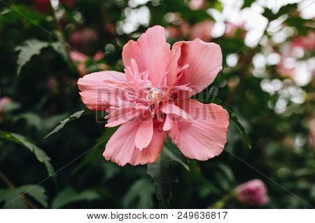 Luxury Exquisite Blooming Hibiscus Syriacus Pink Flowers.