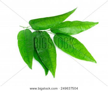 Branch Of Tiliacora Triandra Leaf Isolated On White Background, Herb And Medical Concept
