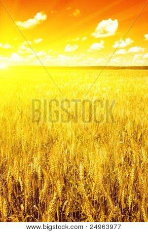 Pôr do sol sobre o campo de trigo.