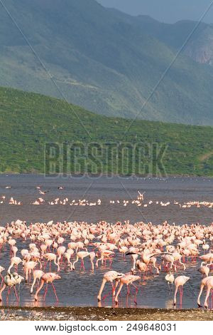 Flamingo Of Lake Baringo. Landscapes Of Africa. Kenya