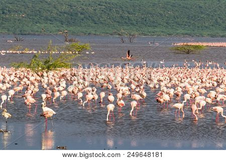 Flamingos Flock Of Lake Baringo. Landscapes African Lakes. Kenya