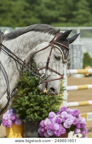 2018 Hunter/jumper Classic At Cleveland Metro Parks Polo Field In Moreland Hills, Ohio Usa