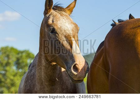 Primo Piano Frontale Di Cavallo Maremmano Con Criniera Nera