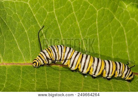 A Close Up Of A 5th Instar Monarch Caterpillar.